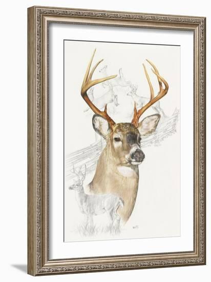 White Tailed Deer-Barbara Keith-Framed Giclee Print