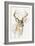 White Tailed Deer-Barbara Keith-Framed Giclee Print