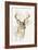 White Tailed Deer-Barbara Keith-Framed Giclee Print