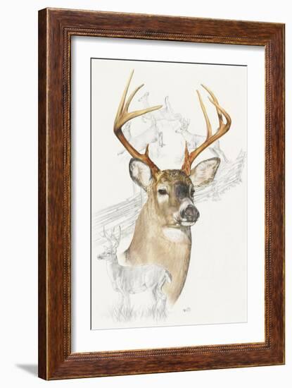 White Tailed Deer-Barbara Keith-Framed Giclee Print