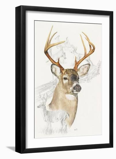 White Tailed Deer-Barbara Keith-Framed Giclee Print