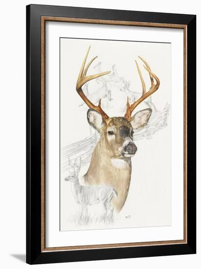 White Tailed Deer-Barbara Keith-Framed Giclee Print