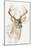 White Tailed Deer-Barbara Keith-Mounted Giclee Print