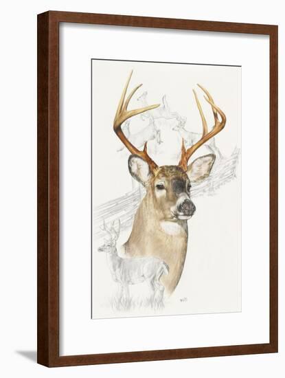 White Tailed Deer-Barbara Keith-Framed Giclee Print