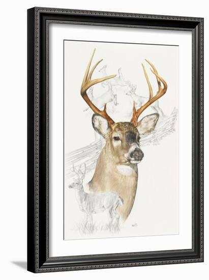 White Tailed Deer-Barbara Keith-Framed Giclee Print