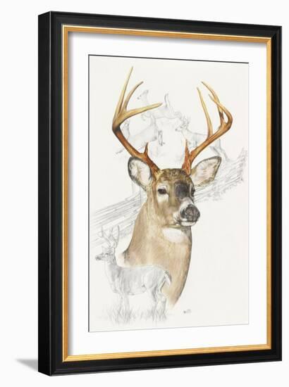 White Tailed Deer-Barbara Keith-Framed Giclee Print