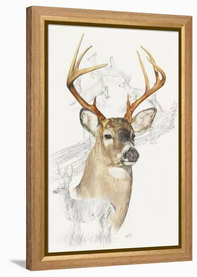 White Tailed Deer-Barbara Keith-Framed Premier Image Canvas