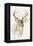 White Tailed Deer-Barbara Keith-Framed Premier Image Canvas