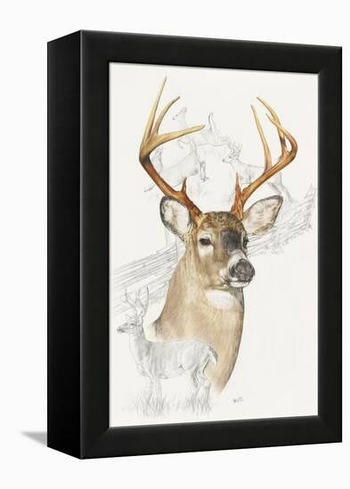 White Tailed Deer-Barbara Keith-Framed Premier Image Canvas