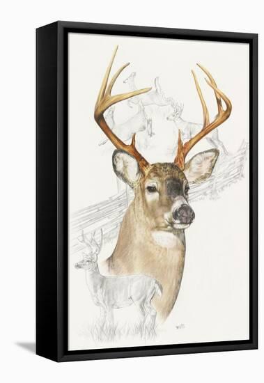 White Tailed Deer-Barbara Keith-Framed Premier Image Canvas