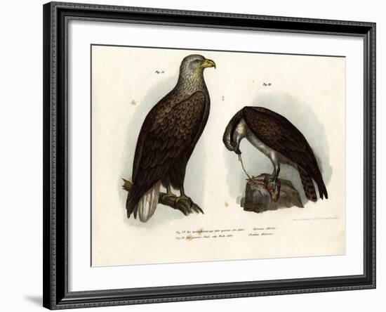 White-Tailed Eagle, 1864-null-Framed Giclee Print