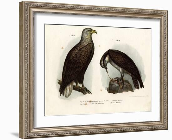 White-Tailed Eagle, 1864-null-Framed Giclee Print