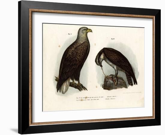 White-Tailed Eagle, 1864-null-Framed Giclee Print