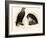White-Tailed Eagle, 1864-null-Framed Giclee Print