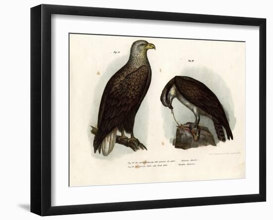 White-Tailed Eagle, 1864-null-Framed Giclee Print