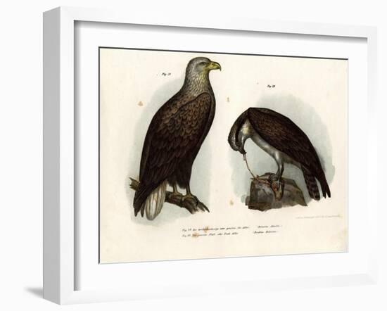 White-Tailed Eagle, 1864-null-Framed Giclee Print