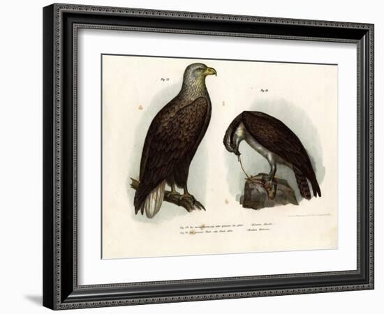 White-Tailed Eagle, 1864-null-Framed Giclee Print