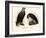 White-Tailed Eagle, 1864-null-Framed Giclee Print