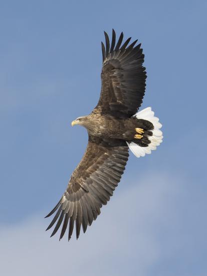 White Tailed Eagle Flying Tsurui Mura Crane Reserve Hokkaido Japan Photographic Print By Darrell Gulin Artcom
