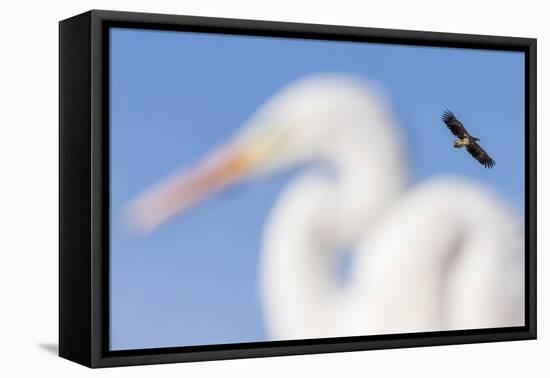 White-Tailed Eagle (Haliaeetus Albicilla) Flying-Bence Mate-Framed Premier Image Canvas