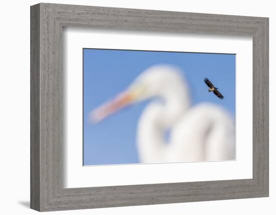 White-Tailed Eagle (Haliaeetus Albicilla) Flying-Bence Mate-Framed Photographic Print