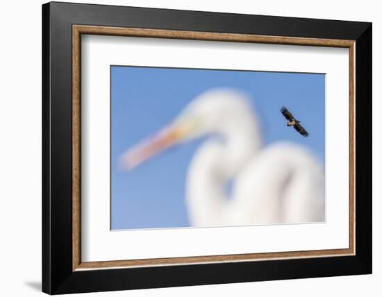 White-Tailed Eagle (Haliaeetus Albicilla) Flying-Bence Mate-Framed Photographic Print