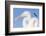 White-Tailed Eagle (Haliaeetus Albicilla) Flying-Bence Mate-Framed Photographic Print