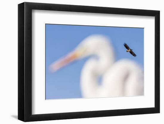 White-Tailed Eagle (Haliaeetus Albicilla) Flying-Bence Mate-Framed Photographic Print