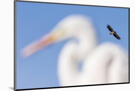 White-Tailed Eagle (Haliaeetus Albicilla) Flying-Bence Mate-Mounted Photographic Print