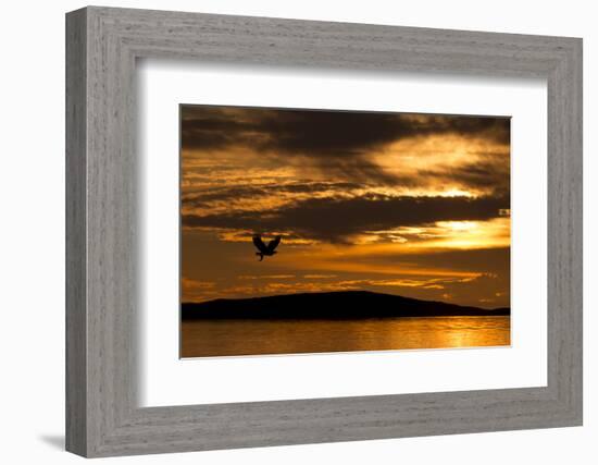 White-Tailed Eagle (Haliaeetus Albicilla) in Flight at Sunset, Norway, August-Danny Green-Framed Photographic Print