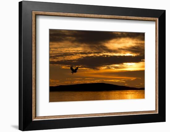 White-Tailed Eagle (Haliaeetus Albicilla) in Flight at Sunset, Norway, August-Danny Green-Framed Photographic Print