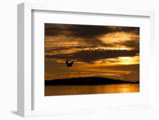 White-Tailed Eagle (Haliaeetus Albicilla) in Flight at Sunset, Norway, August-Danny Green-Framed Photographic Print