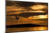 White-Tailed Eagle (Haliaeetus Albicilla) in Flight at Sunset, Norway, August-Danny Green-Mounted Photographic Print