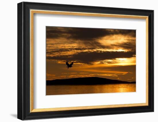 White-Tailed Eagle (Haliaeetus Albicilla) in Flight at Sunset, Norway, August-Danny Green-Framed Photographic Print
