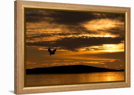 White-Tailed Eagle (Haliaeetus Albicilla) in Flight at Sunset, Norway, August-Danny Green-Framed Premier Image Canvas
