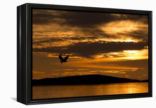 White-Tailed Eagle (Haliaeetus Albicilla) in Flight at Sunset, Norway, August-Danny Green-Framed Premier Image Canvas