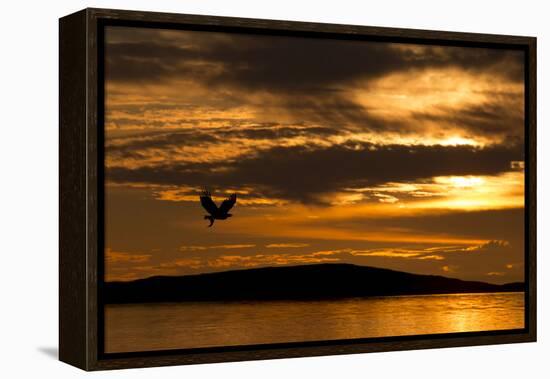 White-Tailed Eagle (Haliaeetus Albicilla) in Flight at Sunset, Norway, August-Danny Green-Framed Premier Image Canvas