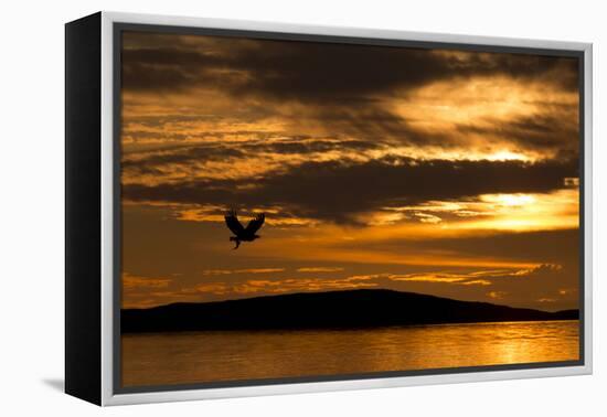 White-Tailed Eagle (Haliaeetus Albicilla) in Flight at Sunset, Norway, August-Danny Green-Framed Premier Image Canvas