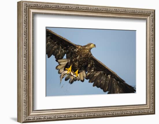 White-Tailed Eagle (Haliaeetus Albicilla) in Flight, Norway, August-Danny Green-Framed Photographic Print