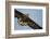 White-Tailed Eagle (Haliaeetus Albicilla) in Flight, Norway, August-Danny Green-Framed Photographic Print
