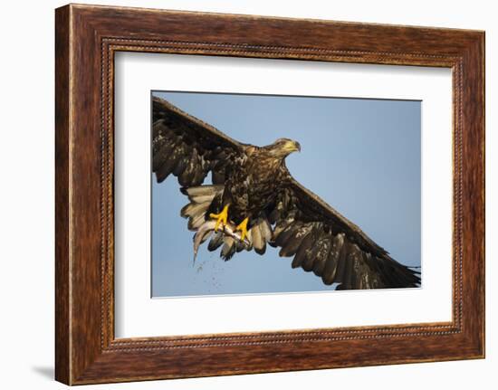 White-Tailed Eagle (Haliaeetus Albicilla) in Flight, Norway, August-Danny Green-Framed Photographic Print