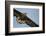 White-Tailed Eagle (Haliaeetus Albicilla) in Flight, Norway, August-Danny Green-Framed Photographic Print