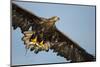 White-Tailed Eagle (Haliaeetus Albicilla) in Flight, Norway, August-Danny Green-Mounted Photographic Print