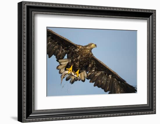 White-Tailed Eagle (Haliaeetus Albicilla) in Flight, Norway, August-Danny Green-Framed Photographic Print