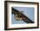 White-Tailed Eagle (Haliaeetus Albicilla) in Flight, Norway, August-Danny Green-Framed Photographic Print