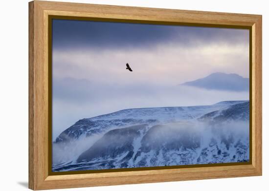 White-Tailed Eagle (Haliaeetus Albicilla) in Flight over Mountain Landscape at Dusk-Ben Hall-Framed Premier Image Canvas