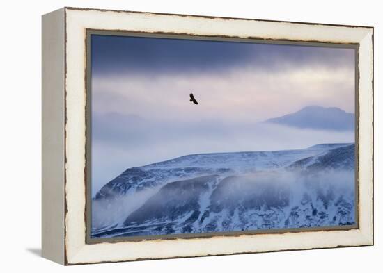 White-Tailed Eagle (Haliaeetus Albicilla) in Flight over Mountain Landscape at Dusk-Ben Hall-Framed Premier Image Canvas