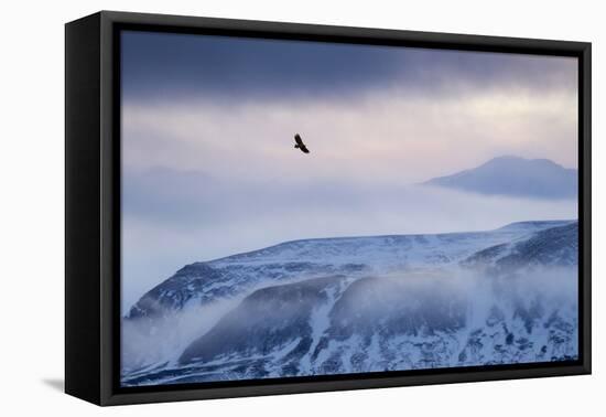 White-Tailed Eagle (Haliaeetus Albicilla) in Flight over Mountain Landscape at Dusk-Ben Hall-Framed Premier Image Canvas