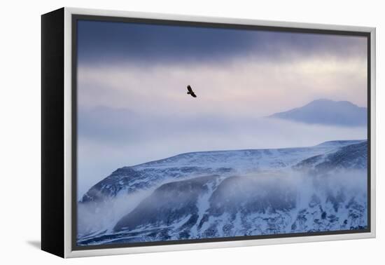 White-Tailed Eagle (Haliaeetus Albicilla) in Flight over Mountain Landscape at Dusk-Ben Hall-Framed Premier Image Canvas