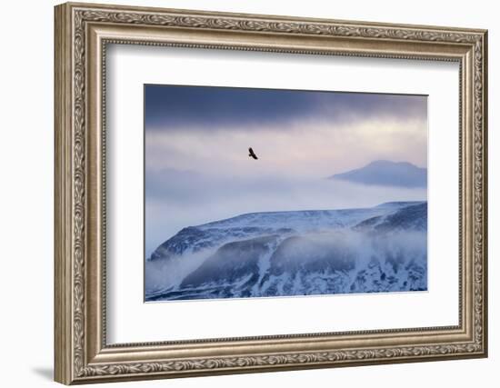 White-Tailed Eagle (Haliaeetus Albicilla) in Flight over Mountain Landscape at Dusk-Ben Hall-Framed Photographic Print